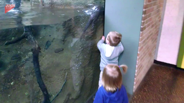 Dzieci nie kryły podekscytowania podczas spotkania z wydrą w zoo. Zwierzę zaczęło wygłupić się i bawić z maluchami, pływając od jednego końca akwarium do drugiego. 