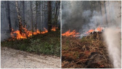 Szwecja w ogniu! Służby ostrzegają: Ryzyko pożarów na ekstremalnie wysokim poziomie
