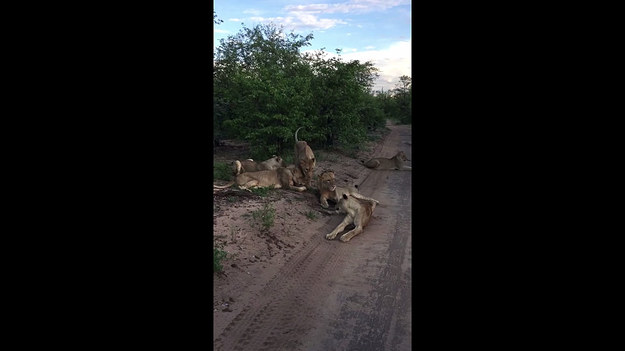 Turyści wraz z opiekunami wybrali się na przejażdżkę po Parku Narodowym Krugera w Afryce. Tam podjechali dość blisko stada lwów, które odpoczywały na drodze. Jeden z nich podszedł do samochodu, że w obawie o bezpieczeństwo musieli się powoli wycofać. Na szczęście skończyło się tylko na strachu.
