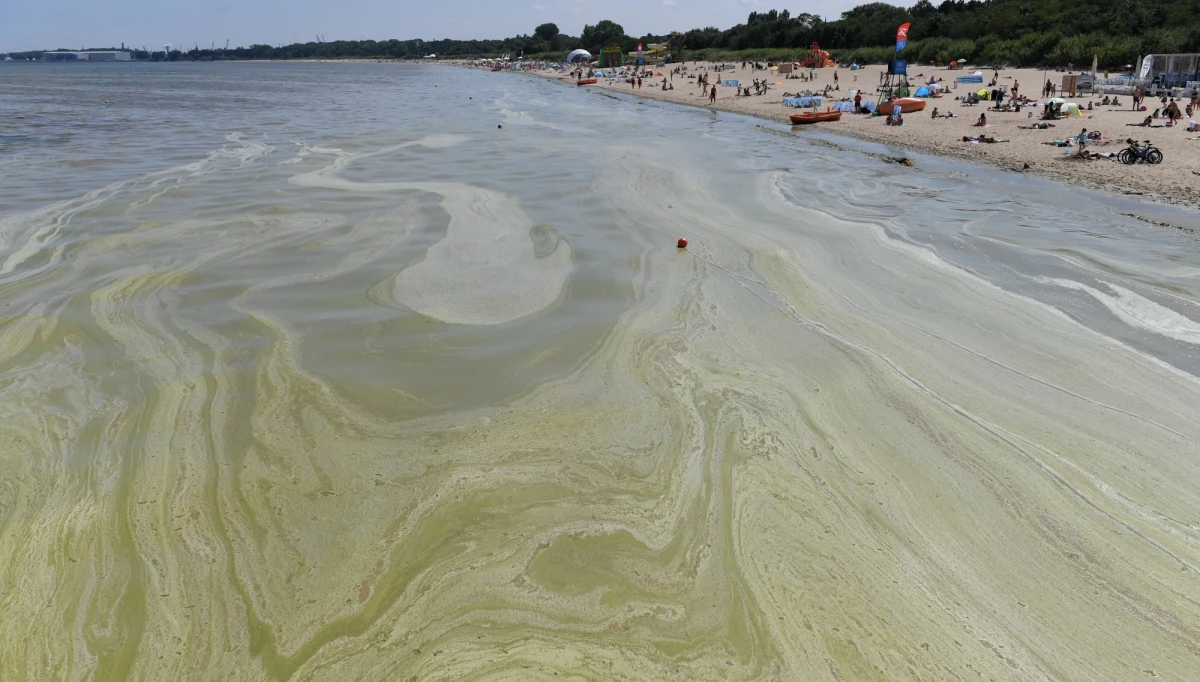 Jeszcze przez nawet półtora tygodnia pogoda będzie sprzyjać utrzymywaniu się sinic. A to oznacza, że kąpiel w Bałtyku będzie niemożliwa. Dziś czerwona flaga powiewała nad kilkudziesięcioma kąpieliskami na wybrzeżu. Zakaz obowiązuje nie tylko nad Zatoką Gdańską, ale także w gminie Kołobrzeg.