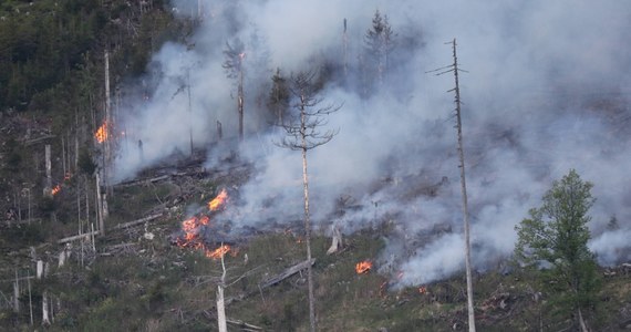 W tym roku na terenie lasów państwowych mamy dwa razy więcej pożarów niż w roku ubiegłym - poinformował PAP rzecznik prasowy Lasów Państwowych Krzysztof Trębski. Podkreślił jednocześnie, że aż 37 proc. pożarów wywoływanych jest przez brak ostrożności ludzi. 