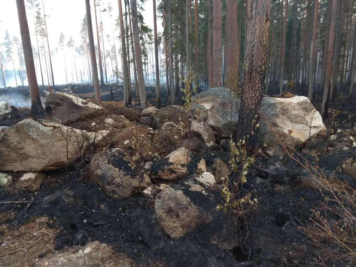 "Sytuacja jest bardzo poważna. Istnieje obawa, że pożary będą się rozszerzać" – powiedział premier Szwecji Stefan Löfven. Jego rząd prosi o wsparcie NATO w gaszeniu pożarów lasów. Lasy płoną w całym kraju. Największe pożary są w trzech prowincjach: Gävleborg, Jämtland i Dalarna. Szwecja otrzymała pomoc z Polski, Austrii, Portugalii, Włoch, Danii, Litwy, Niemiec, Francji i Norwegii. To największe wsparcie, jakiego udzieliła kiedykolwiek Unia Europejska. Teraz jednak okazuje się, że to za mało. 