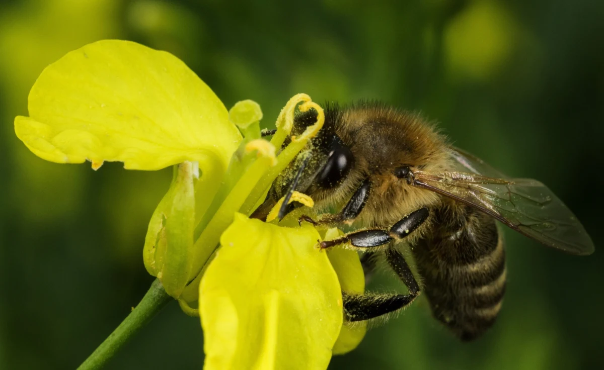 Zgoda ministra rolnictwa na użycie neonikotynoidów w Polsce została negatywnie zaopiniowana przez Ministerstwo Środowiska. Jak dowiedział się reporter RMF FM, urzędnicy MŚ twierdzą, że nie da się do końca stwierdzić, jak ta kontrowersyjna substancja działa na otoczenie. Chodzi o zgodę na opryski rzepaku, które mogą być groźne dla pszczół. 
