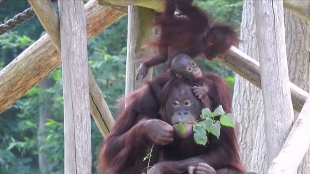 Mama orangutan chciała tylko chwili spokoju, by móc zjeść jej ulubiony przysmak. Niestety, mając obok siebie taką dwójkę maluchów, trudno o chwilę ciszy. 