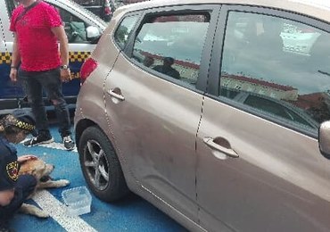Kraków: Labrador zostawiony w nagrzanym samochodzie
