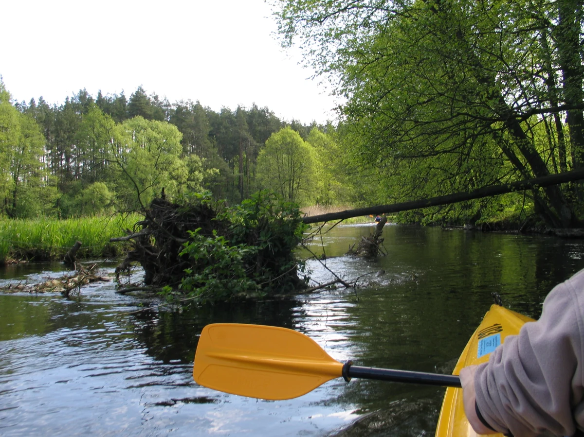 Wypadek licealistów z Tarnowskich Gór na Skawie w Jaroszowicach w powiecie wadowickim w Małopolsce. Podczas kajakarskiego spływu na stopniu wodnym kilkanaście osób wpadło do wody. Służby poinformowały, że wszyscy kajakarze są już na brzegu. Tę informację otrzymaliśmy od was na Gorącą Linie RMF FM.