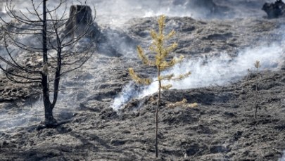 Polscy strażacy w Szwecji: Pożar został opanowany
