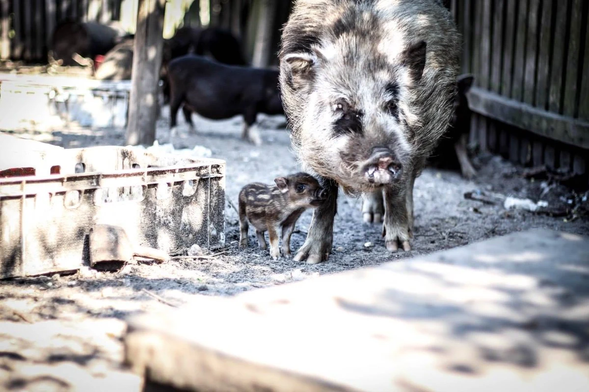 Ponad pięćdziesiąt dzików i dwadzieścia świnek wietnamskich ma zostać zlikwidowanych – przy takiej decyzji jeszcze wczoraj zdecydowanie obstawał Powiatowy Lekarz Weterynarii z Garwolina w województwie mazowieckim. Jednak gdy dziś rano zjawił się u bram zagrody, w której są hodowane zwierzęta w Cyganówce, jego oczom ukazał się tłum protestujących przeciwko wyrokowi – ekologów, ale przede wszystkim mieszkańców okolicznych miejscowości. "Morderca!" – wykrzykiwali wobec służb. Inspektor wycofał się natychmiast. Ale możliwe, że wróci. Dla niego najważniejsza jest walka z Afrykańskim Pomorem Świń (ASF), chorobą dziesiątkującą trzodę w różnych regionach kraju. "Będziemy pilnować zagrody dzień i noc" – odpowiadają protestujący. 