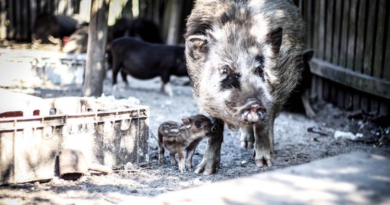 Ponad pięćdziesiąt dzików i dwadzieścia świnek wietnamskich ma zostać zlikwidowanych – przy takiej decyzji jeszcze wczoraj zdecydowanie obstawał Powiatowy Lekarz Weterynarii z Garwolina w województwie mazowieckim. Jednak gdy dziś rano zjawił się u bram zagrody, w której są hodowane zwierzęta w Cyganówce, jego oczom ukazał się tłum protestujących przeciwko wyrokowi – ekologów, ale przede wszystkim mieszkańców okolicznych miejscowości. "Morderca!" – wykrzykiwali wobec służb. Inspektor wycofał się natychmiast. Ale możliwe, że wróci. Dla niego najważniejsza jest walka z Afrykańskim Pomorem Świń (ASF), chorobą dziesiątkującą trzodę w różnych regionach kraju. "Będziemy pilnować zagrody dzień i noc" – odpowiadają protestujący. 