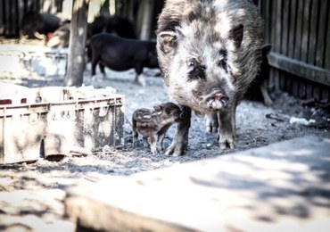 Zwierzęta w mini-zoo do odstrzału? Mieszkańcy protestują pod Garwolinem