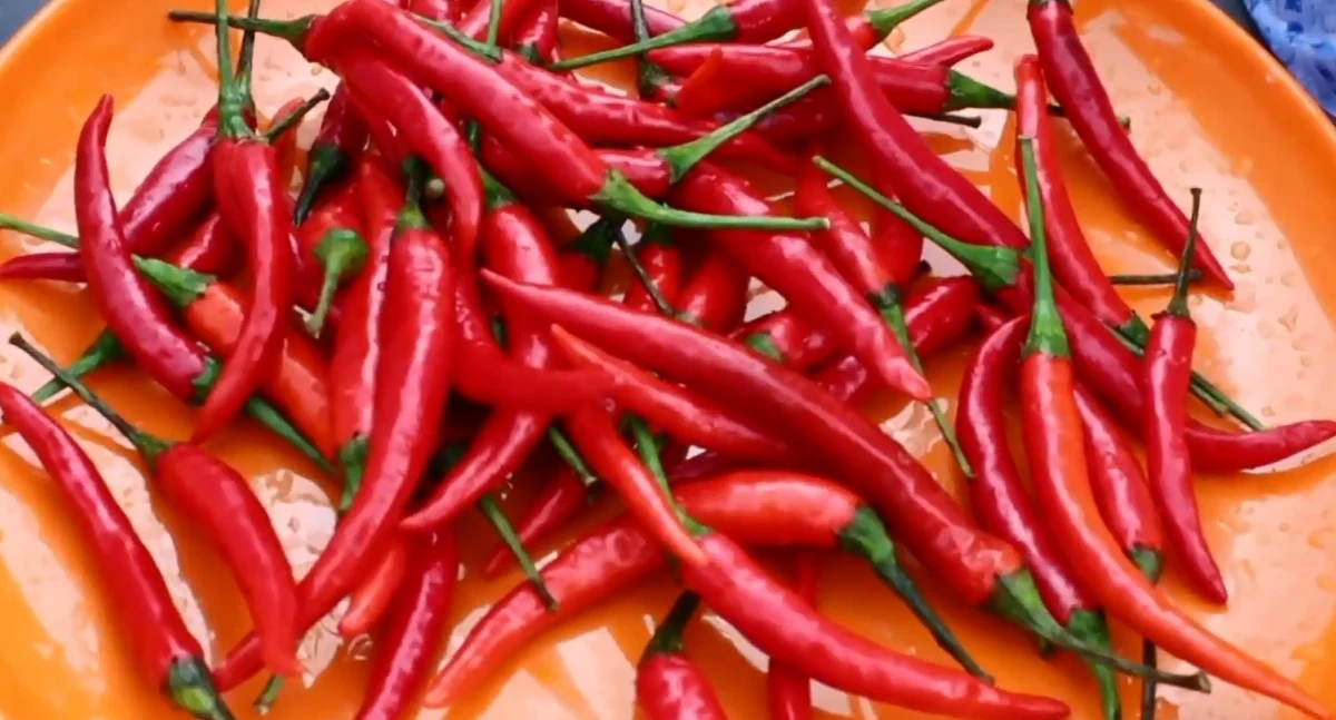 W Ningxing na wschodzie Chin odbyły się zawody w jedzeniu papryczek chili na czas. Zwycięzcą został Tan Haitao, któremu w minutę udało się spożyć 34 papryczki - to dwukrotnie więcej niż zdobywca drugiego miejsca. 