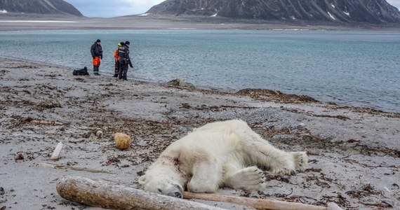 Niedźwiedź polarny zaatakował i ugryzł w głowę pracownika statku wycieczkowego. Do tego incydentu doszło na jednej z wysp archipelagu Svalbard w Norwegii. Zwierzę został zastrzelone. 