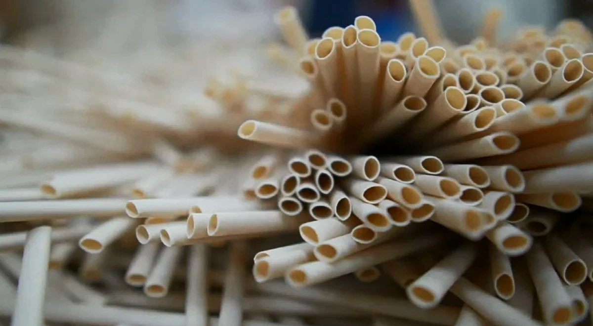 Chemik i przedsiębiorca Scott Munguia z Michoacan w Meksyku opracował plastik, który nie wpływa negatywnie na środowisko. Scott wykorzystał naturalnie występujący biopolimer z awokado. Rocznie w krajach Unii Europejskiej wytwarza się 25 mln ton plastikowych odpadów.