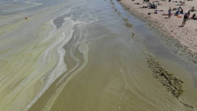 Większość plaż w Trójmieście zamknięta z powodu sinic