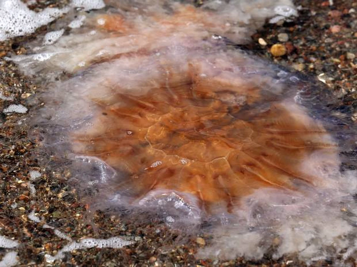 Ponad 90 osób potrzebowało pomocy medycznej po poparzeniu meduzami z Bałtyku – donoszą niemieckie media. Ławice meduz pojawiły się w okolicach Rostocku. 