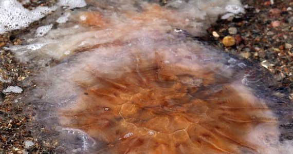 Ponad 90 osób potrzebowało pomocy medycznej po poparzeniu meduzami z Bałtyku – donoszą niemieckie media. Ławice meduz pojawiły się w okolicach Rostocku. 