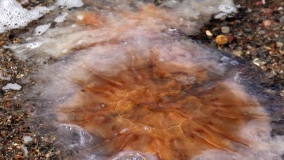Ławice meduz w Bałtyku. Na niemieckim wybrzeżu poparzyły wakacjuszy