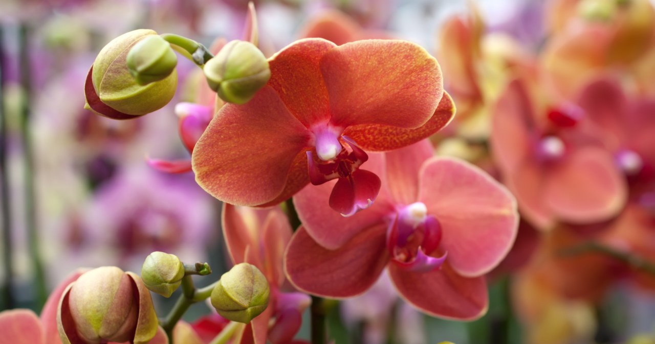 ​Przytnij storczyka dokładnie w tym miejscu. gwałtownie zobaczysz nowe kwiaty