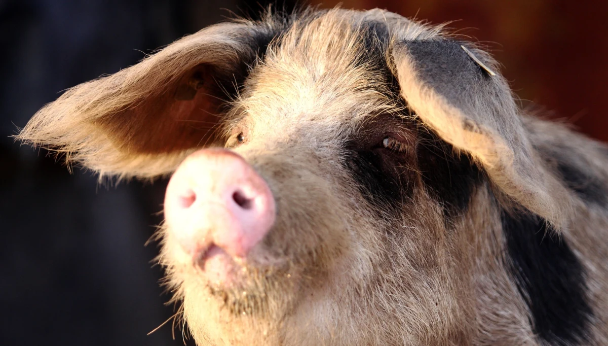 ​Polski rząd wystąpił do Komisji Europejskiej o rozszerzenie strefy ograniczeń związanych z występowaniem afrykańskiego pomoru świń - dowiedział się reporter RMF FM. To reakcja na wykrycie pierwszego na Podkarpaciu ASF w gospodarstwie rolnym. Wirus wykryto u świń w powiecie lubaczowskim.