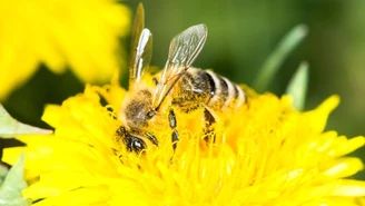 Wymieranie gatunków tak groźne jak ocieplenie klimatu 