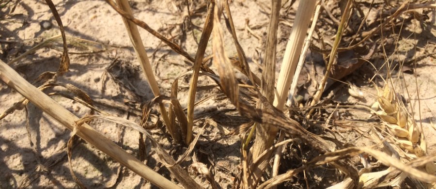 Wysokość zgłoszonych przez małopolskich rolników szkód w wyniku tegorocznej suszy wynosi ponad 19 mln 255 tys. zł. Aktualnie trwa ich weryfikacja - poinformował w piątek wojewoda małopolski Piotr Ćwik. Poinformował również o kosztach napraw wynikających z późniejszych ulew. Te wyniosą ponad 60 milionów złotych.