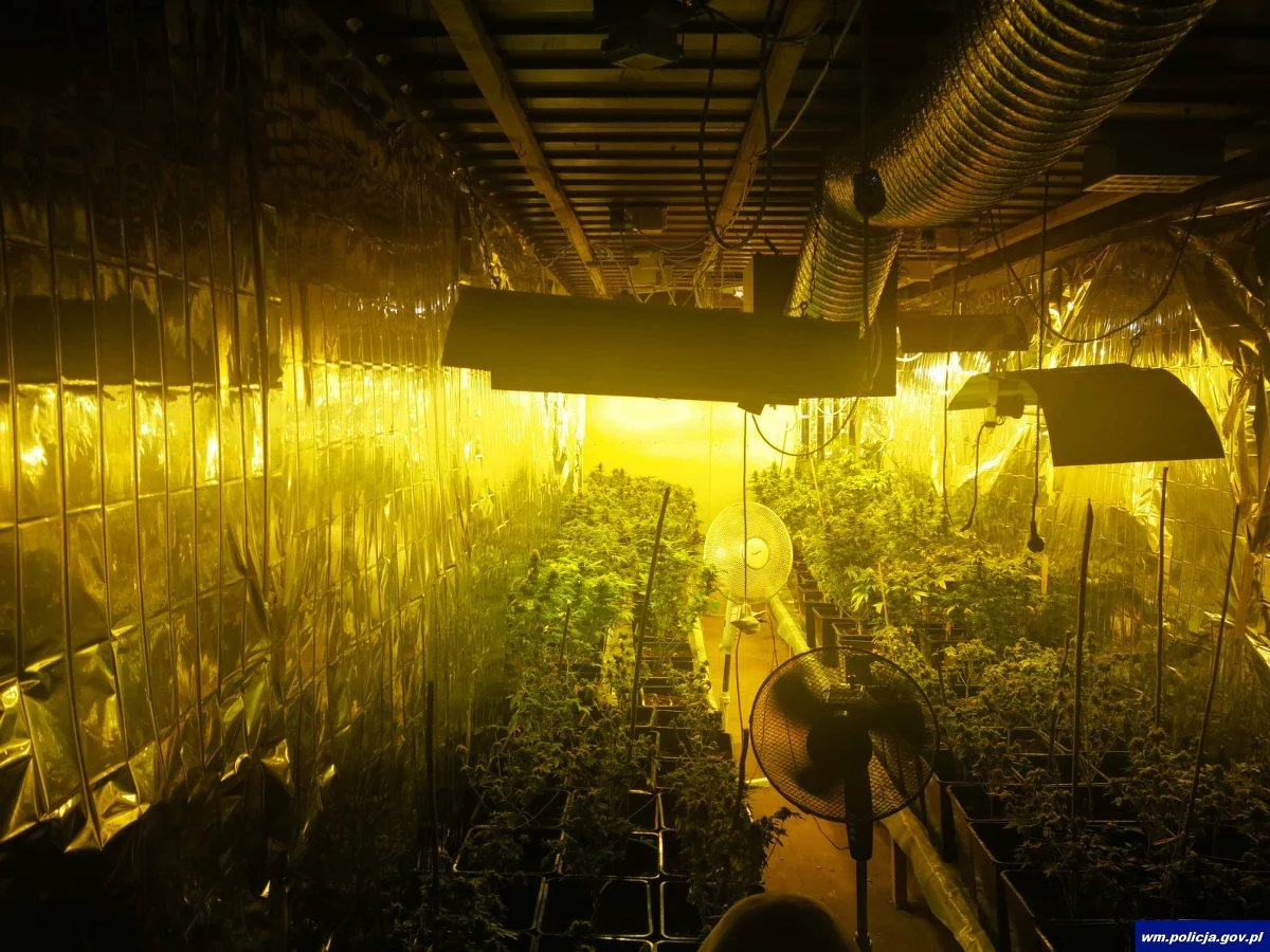 Olsztyńscy policjanci zlikwidowali plantację konopi indyjskich, która znajdowała się w kontenerze zakopanym pod ziemią. Właściciel nielegalnej uprawy, po przedstawieniu zarzutów, został w piątek tymczasowo aresztowany.