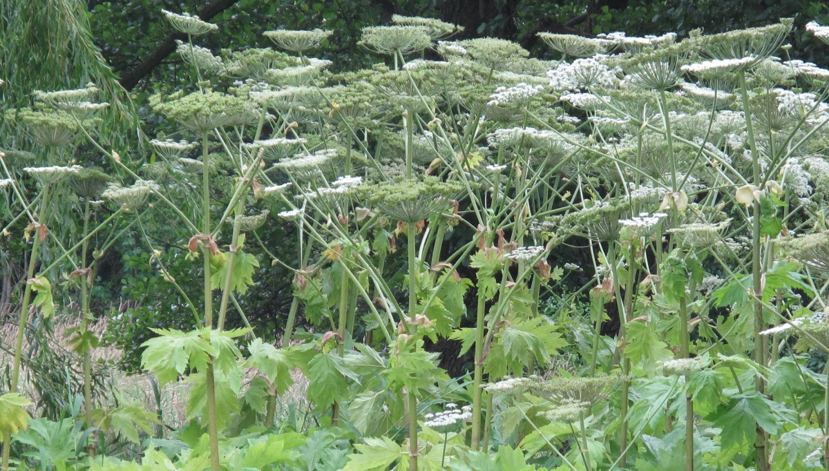Słoneczna pogoda i upały potęgują szkodliwość barszczu Sosnowskiego, toksycznej rośliny zagrażającej zdrowiu ludzi i zwierząt - przypominają lekarze. Radzą, by widząc duży chwast unikać przypadkowego dotknięcia go i nie przebywać w jego sąsiedztwie. 