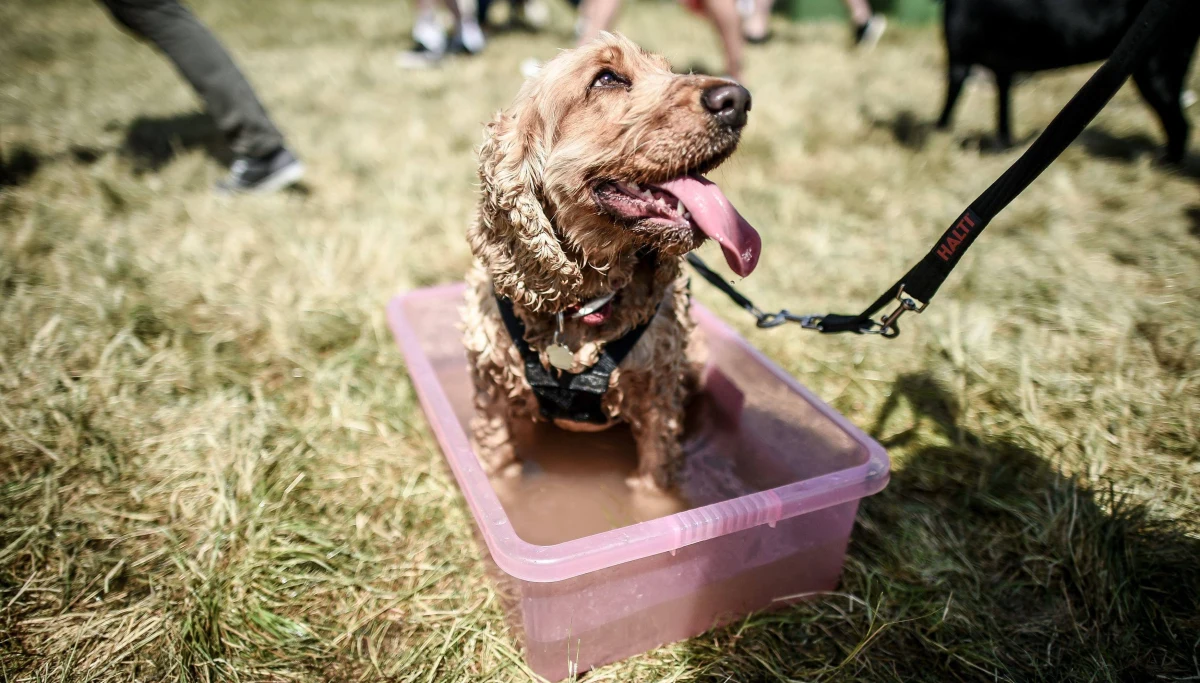 Na 19 dworcach kolejowych w całej Polsce ustawione są miski z wodą dla zwierząt. Akcja "Woda dla spragnionych czworonogów", organizowana przez Fundację Grupy PKP, ma pomóc właścicielom zwierząt, którzy podróżują koleją ze swoimi pupilami.