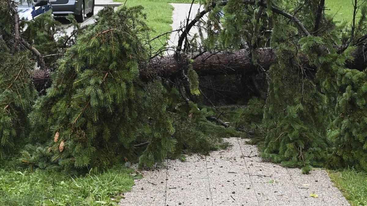 ​Jedna osoba nie żyje po tym jak drzewo przewróciło się na samochód w Nowej Rudzie koło Kłodzka na Dolnym Śląsku. Do zdarzenia doszło przy ulicy Cmentarnej.