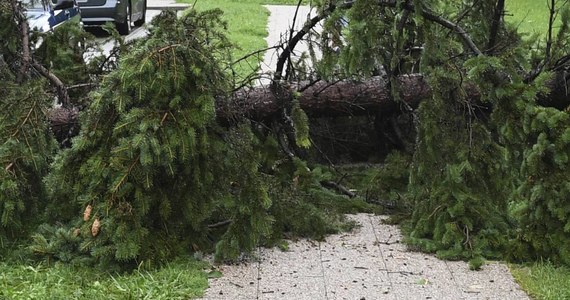 ​Jedna osoba nie żyje po tym jak drzewo przewróciło się na samochód w Nowej Rudzie koło Kłodzka na Dolnym Śląsku. Do zdarzenia doszło przy ulicy Cmentarnej.