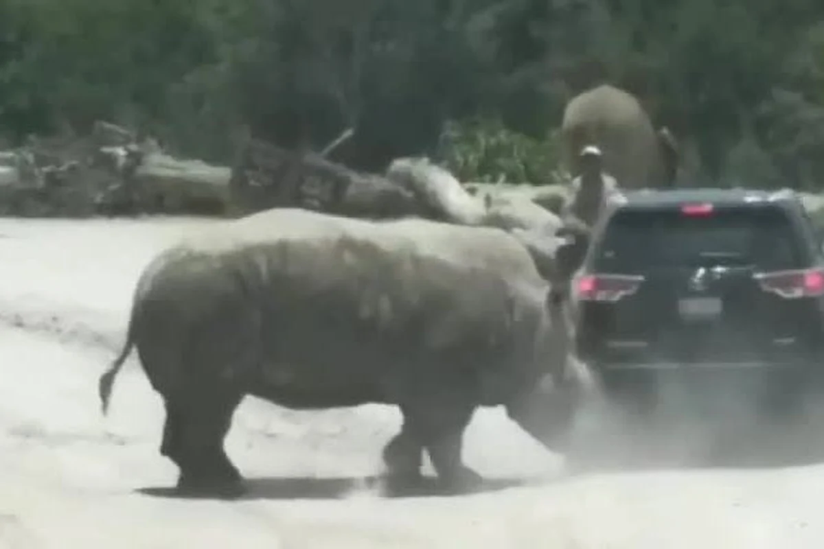Nosorożec próbował przewrócić samochód obwożący gości po parku safari w meksykańskim mieście Puebla. Kilka razy uderzył w tył SUV-a. Po chwili samochód odjechał, ale zwierzę nie dało za wygraną i pobiegło za pojazdem. Nikomu nic się nie stało.