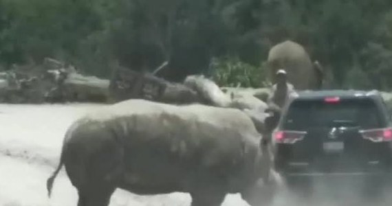 Nosorożec próbował przewrócić samochód obwożący gości po parku safari w meksykańskim mieście Puebla. Kilka razy uderzył w tył SUV-a. Po chwili samochód odjechał, ale zwierzę nie dało za wygraną i pobiegło za pojazdem. Nikomu nic się nie stało.