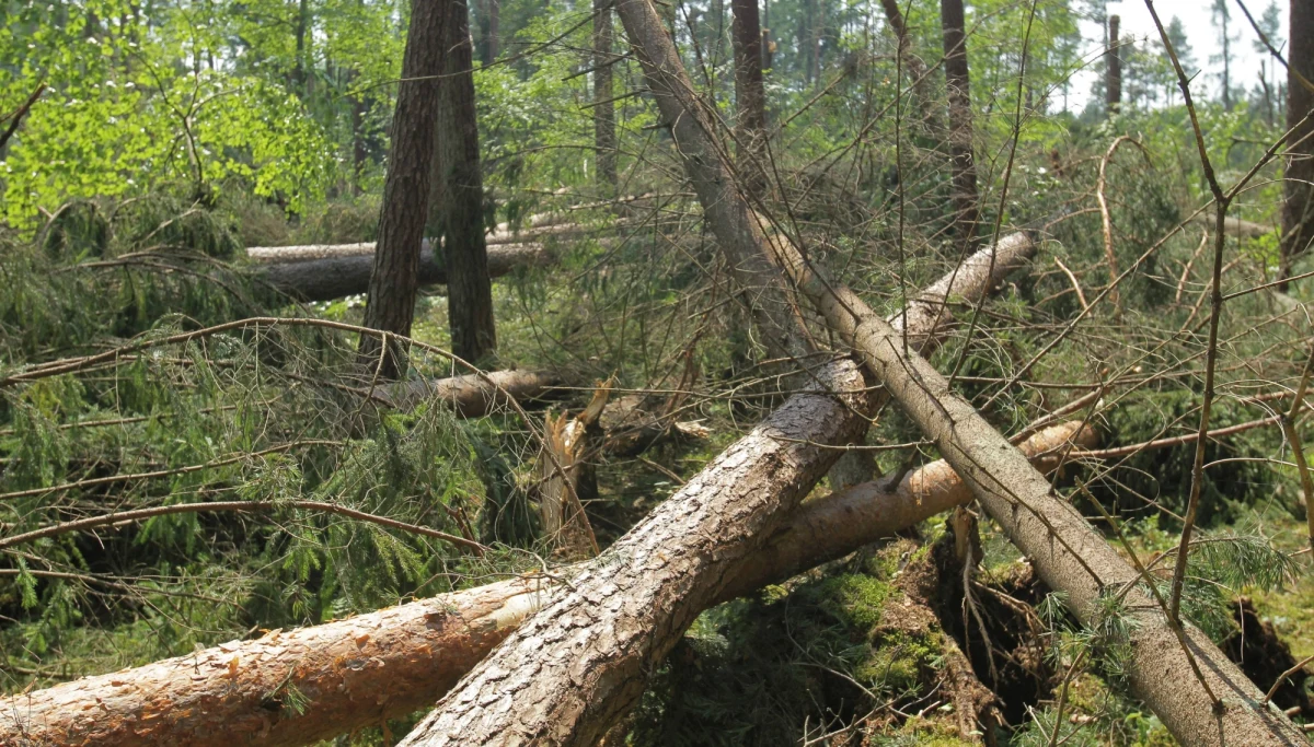 ​Prawie 250 strażackich interwencji w całym kraju - to efekt burz, które przetoczyły się tej nocy nad Polską. Strażacy pomagali przede wszystkim usuwać konary i drzewa połamane przez silny wiatr.