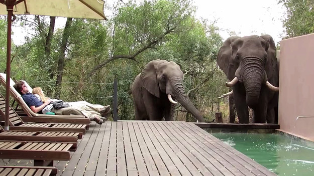 Pewna para opalała się przy basenie w prywatnym obozie w Parku Narodowym Krugera, gdy nagle grupa słoni postanowiła zatrzymać się... na drinka. 