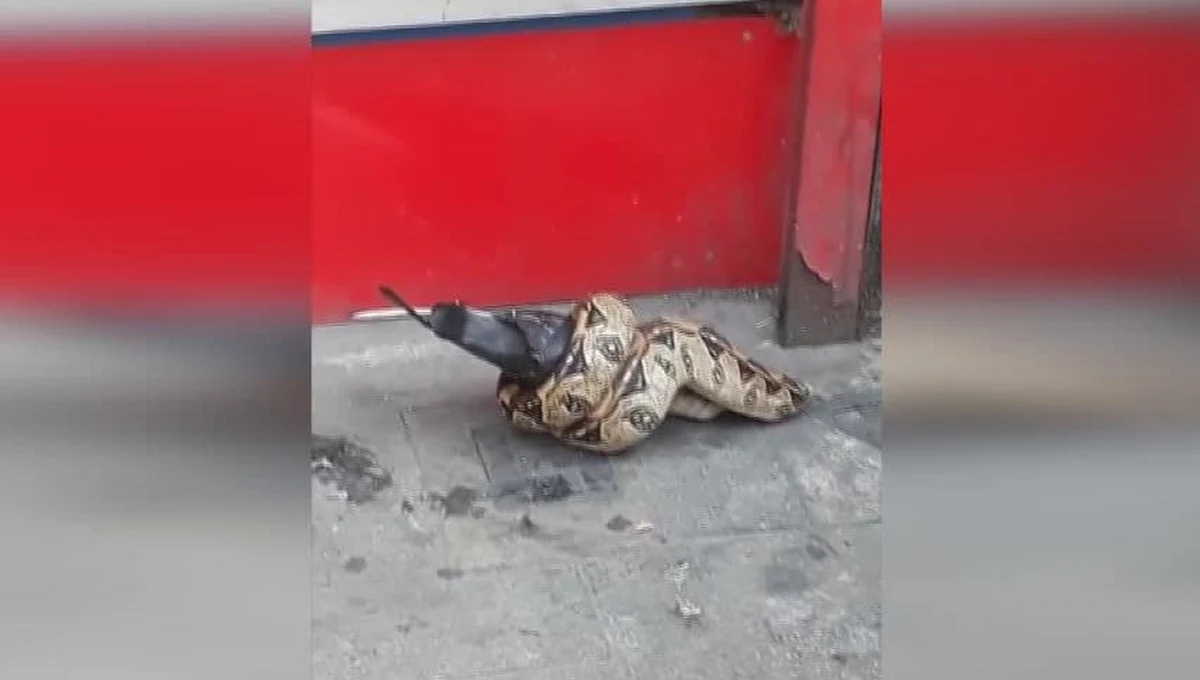 Mocno zdziwieni byli przechodnie, którzy na jednej z londyńskich ulic dostrzegli… węża, zjadającego gołębia. Gad trzymał ptaka w morderczym uścisku na chodniku przy Leytonstone High Road. Nagranie trafiło do sieci i momentalnie zaciekawiło internautów.