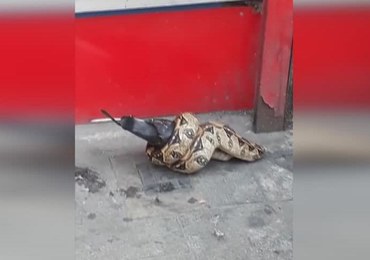 Boa dusiciel zjadał ptaka na oczach przechodniów. "Ktoś znalazł martwego gołębia i dał go wężowi"