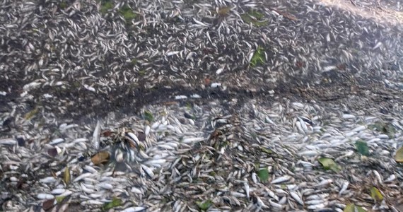 Wysoka temperatura wody - prawie 27 stopni - i  niewielki wiatr sprawiły, że w niektórych zbiornikach wodnych Warmii i Mazur pojawiła się przyducha. Tak jest m.in. w jeziorze Łaśmiady niedaleko Ełku. Na brzegu znaleziono setki martwych ryb. 