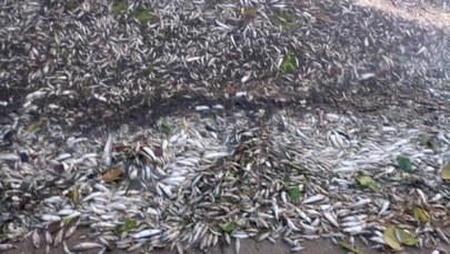 Przyducha na Warmii i Mazurach. Setki martwych ryb na brzegu
