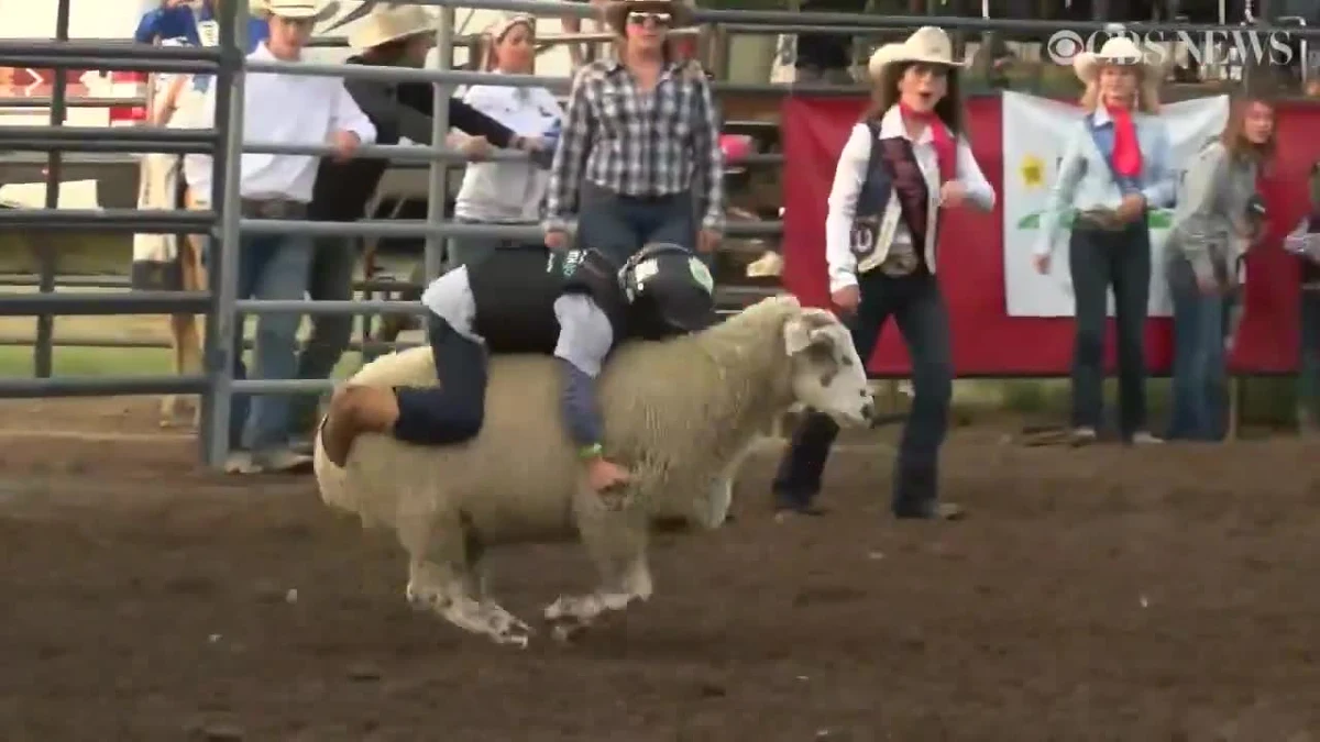 5-letni Sam VanTassel pobił rekord w dziecięcym rodeo na owcach, które odbyło się w Great Falls w Montanie. Sam utrzymał się na grzbiecie owcy przez 9 sekund, a jego wyczyny wywołał aplauz publiczności. 
