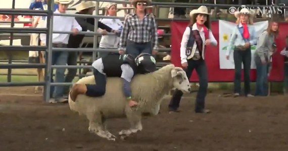 5-letni Sam VanTassel pobił rekord w dziecięcym rodeo na owcach, które odbyło się w Great Falls w Montanie. Sam utrzymał się na grzbiecie owcy przez 9 sekund, a jego wyczyny wywołał aplauz publiczności. 
