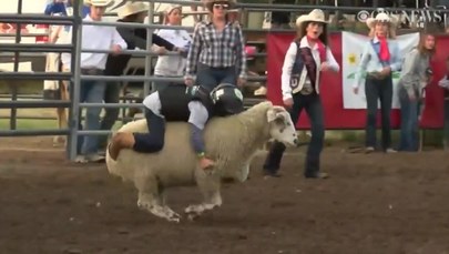 5-letni mistrz rodeo ujechał na grzbiecie owcy aż 9 sekund. Zobaczcie wideo!