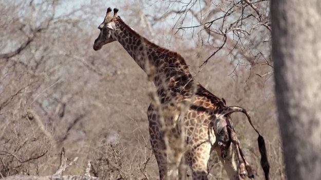 Szczęśliwi turyści uchwycili na nagraniu rzadki moment - rodzącą żyrafę. Do zdarzenia doszło podczas ich safari w Południowej Afryce, w Parku Narodowym Krugera. Żyrafy są najwyższymi lądowymi ssakami na świecie i rodzą na stojąco.
