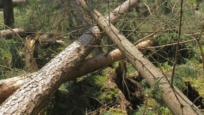 Lubuskie: Zmarł 12-latek przygnieciony przez drzewo