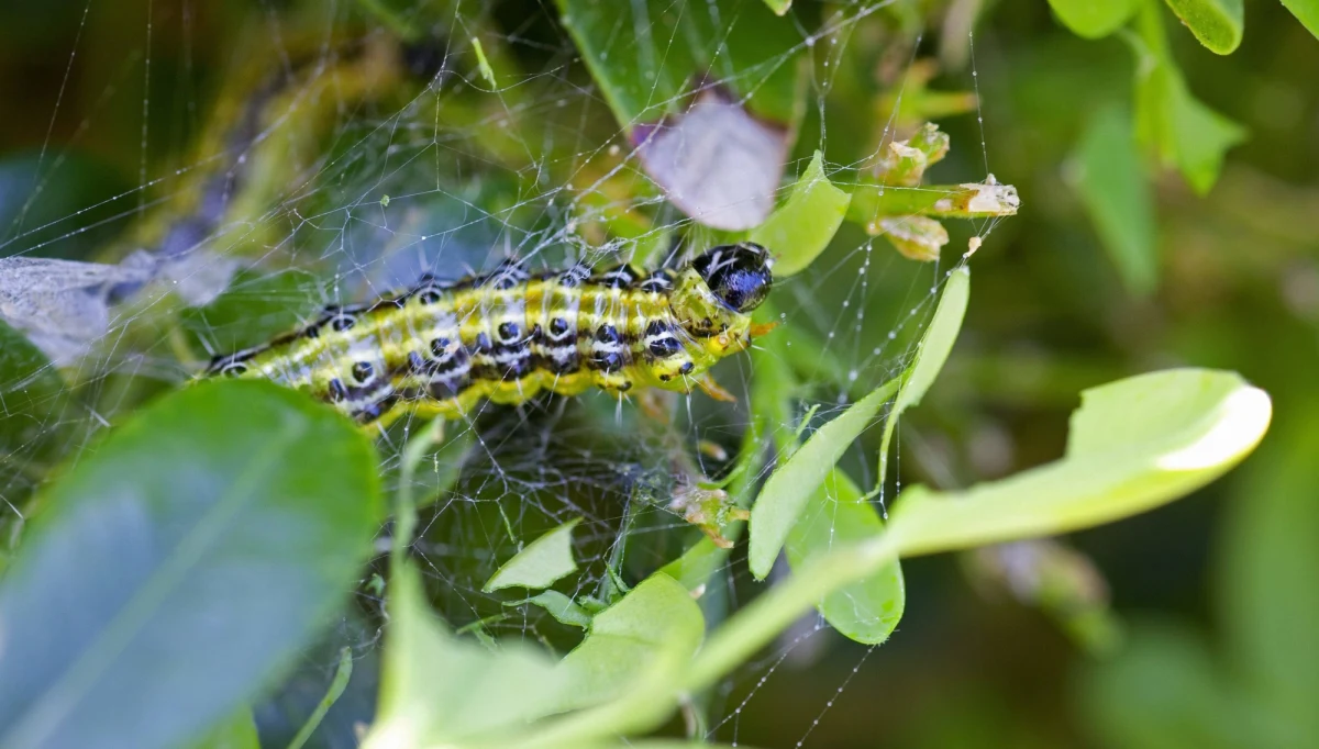 W Polsce trwa inwazja kolejnego obcego gatunku owada - azjatyckiej ćmy, która niszczy krzewy bukszpanu. Na zachodzie Europy ćma bukszpanowa wyrządziła już duże szkody, m.in. w ogrodach historycznych - mówi PAP entomolog dr Marek Michalski z Uniwersytetu Łódzkiego.