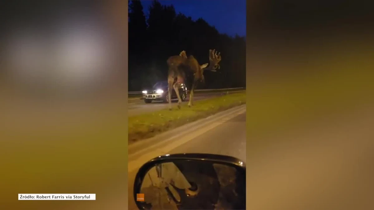 Łoś spokojnie spacerujący po ulicy - taki widok powitał o poranków kierowców w Anchorage na Alasce. Zwierzę nie przejmowało się obecnością ludzi i dostojnie kroczyło pasem zieleni oddzielającym od siebie pasy jezdni. 