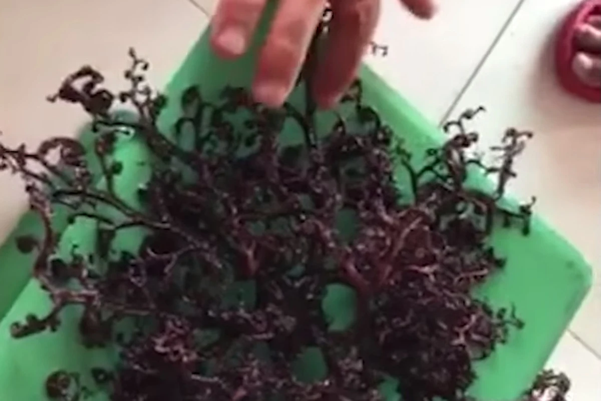 Podobne do wodorostów morskie stworzenie odnaleźli na plaży w południowej części Wietnamu spacerowicze. Tajemniczy gatunek został wyrzucony na brzeg przez fale. Lokalny przewodnik zabrał znalezisko do domu, a później wrzucił z powrotem do morza. Zdążył jednak nagrać film, który szybko zaczął krążyć w internecie. Widać na nim, jak stwór porusza setkami macek w różnych kierunkach.