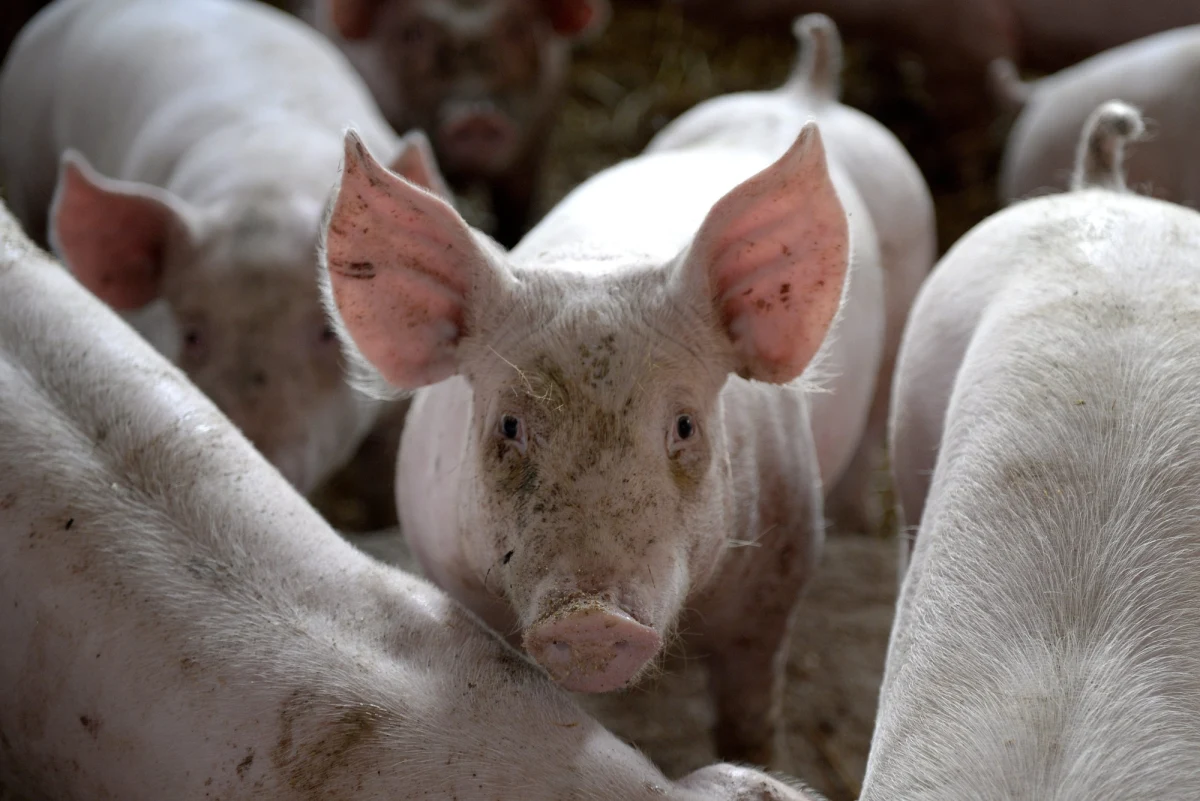 Zapadła decyzja o utworzeniu strefy zagrożenia w związku z wykryciem pierwszego na Podkarpaciu przypadku afrykańskiego pomoru świń w gospodarstwie rolnym - dowiedział się reporter RMF FM Krzysztof Zasada. Po konsultacjach z Komisją Europejską strefa obejmie obszar dwóch i pół gminy w powiecie lubaczowskim.