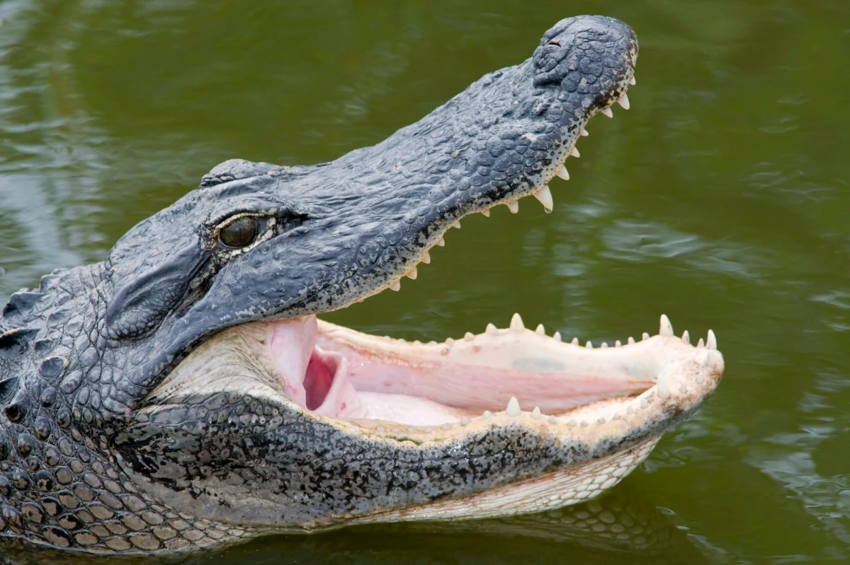 Fragmenty rafy koralowej, wypchany niedźwiadek baribal, spreparowana głowa aligatora, kurtka ze skóry węży i skóra wilka - takie m.in. egzotyczne pamiątki z wakacji można było zobaczyć w sobotę w Śląskim Ogrodzie Zoologicznym w Chorzowie.