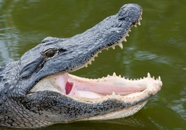 Wypchany niedźwiadek, głowa aligatora. Nielegalne "pamiątki" z egzotycznych wakacji w śląskim zoo