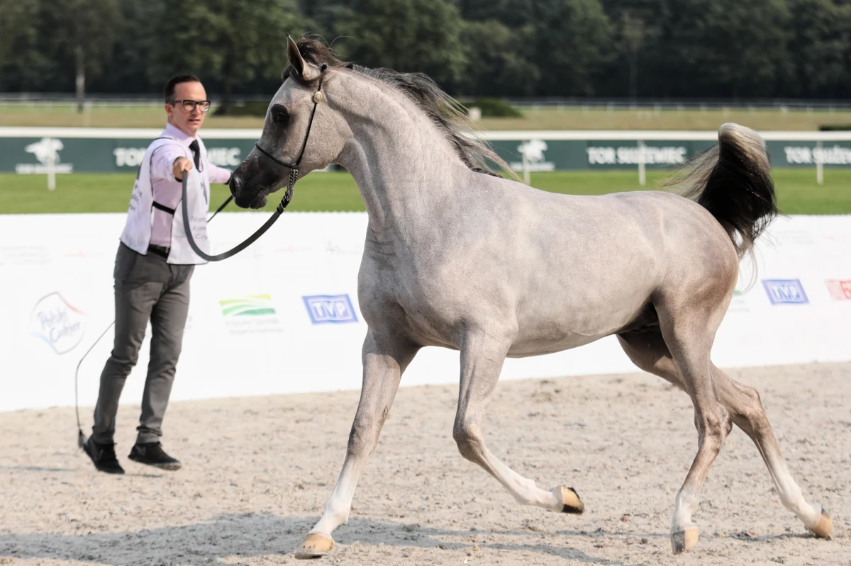Minister rolnictwa Jan Krzysztof Ardanowski zapowiedział w podczas 40. Narodowego Pokazu Koni Arabskich, który odbył się w Warszawie, powołanie nowej rady ds. koni, w skład której wejdą m.in. Jerzy Białobok i Anna Stojanowska. Wskazał też, że konie są szansą dla polskiej wsi. 